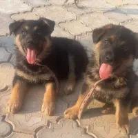 توله سگ ژرمن اصل واگذار میگردد