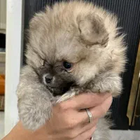 سگ پامرین خرسی|سگ|مشهد, کوی ولیعصر|دیوار