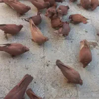 کبوتر نجفی کربلایی