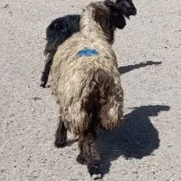 شیشک میش و قوچ چاق و سرحال|حیوانات مزرعه|مرودشت, نقش رستم|دیوار