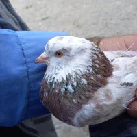 نر کفتر|پرنده|نهاوند, |دیوار