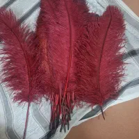 پر علم یا همون علامت