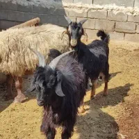 کهره نر چاق|حیوانات مزرعه|مرودشت, مسجد رسول|دیوار