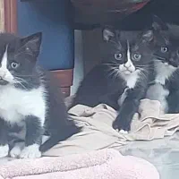 واگذاری گربه