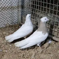 طوقی باخت رفته
