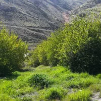 باغ لیمو پشتکوه