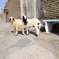 بره نر ماده جهت فروشی جفتی 125/000/000|حیوانات مزرعه|اهواز, منازل کارون|دیوار