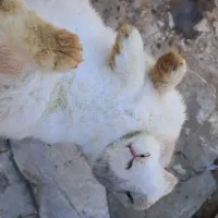 خرگوش|موش و خرگوش|همدان, |دیوار