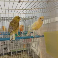 قناری مست بخون|پرنده|مشهد, مهدی آباد (بلوار توس)|دیوار