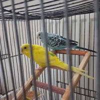 مرغ عشق، پرنده