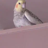 فروش عروس هلندی