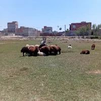 خر گوسفندی