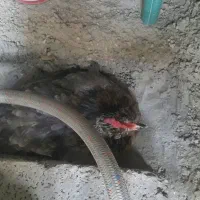 مرغ کرک مست