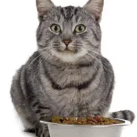 غذای گربه با بهترین کیفیت