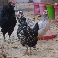 تخم‌نطفه‌دار و جوجه گلین کیفیت فول، خروس سلطان