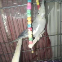 عروس هلندی نر گمشده( دمگیر)