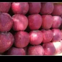 چند خانم برای بسته بندی سیب در سردخانه نیازمندیم