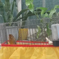 قناری وسهره