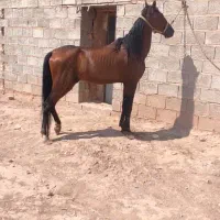 نریان سواری دار فروشی قیمت مناسب