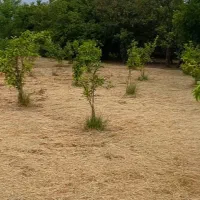 خدمات کشاورزی