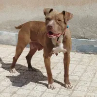 پیتبول ماده