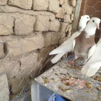مفلق کبوتر طوقی و جفت