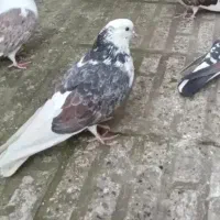 کبوتر مریض