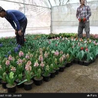 اجاره یک باب گلخانه با محوطه