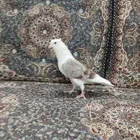کبوتر دوکت سرور|پرنده|قم, شهرک فاطمیه|دیوار