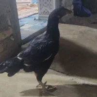 ماکیان لاری|پرنده|سراوان, |دیوار