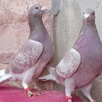 کبوتر مسافتی و موریس دلبر