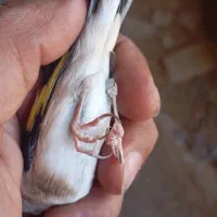 سهره ناخن سفید|پرنده|گیلان غرب, |دیوار