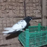 پرنده کله ای ماده|پرنده|اندیمشک, |دیوار