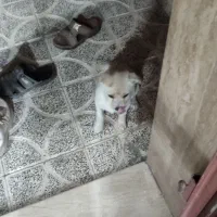 سگ اشپیر|سگ|دهبکری, |دیوار