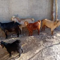 بز داشتی آبستن دوقلو زا|حیوانات مزرعه|کوهدشت, |دیوار