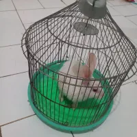 خرگوش خانگی همراه قفس