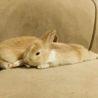 خرگوش|موش و خرگوش|رفسنجان, |دیوار