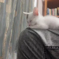 گمشده|حیوانات|بابلسر, |دیوار