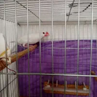 فنچ نرگسی نر