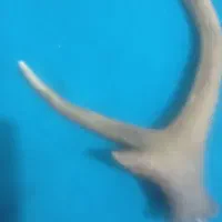 شاخ کلکسیونی