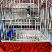 گلبسر نر جوجه بالغ مست و نیمه قرص