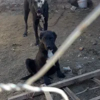 سگ گله|سگ|تربتحیدریه, پائین ولایت|دیوار