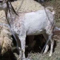 گوسفند نر ماده