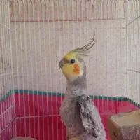 عروس هلندی رایگان واگذار میشود