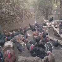 بوقلمون محلی