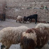 گوشتی|حیوانات مزرعه|خاش, |دیوار