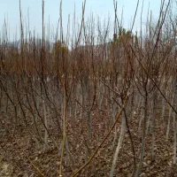 نهال گردو|گل و گیاه طبیعی|الشتر, |دیوار