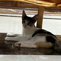 گربه  ماده ۴ ماهه خونگی