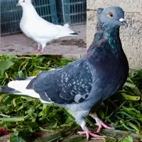 ک ب و ت ر تارانی