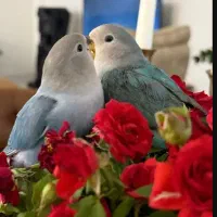دان مخلوط (۷ تخم) ویژه عروس‌هلندی و طوطی‌سانان|لوازم جانبی حیوانات|تهران, فاطمی|دیوار